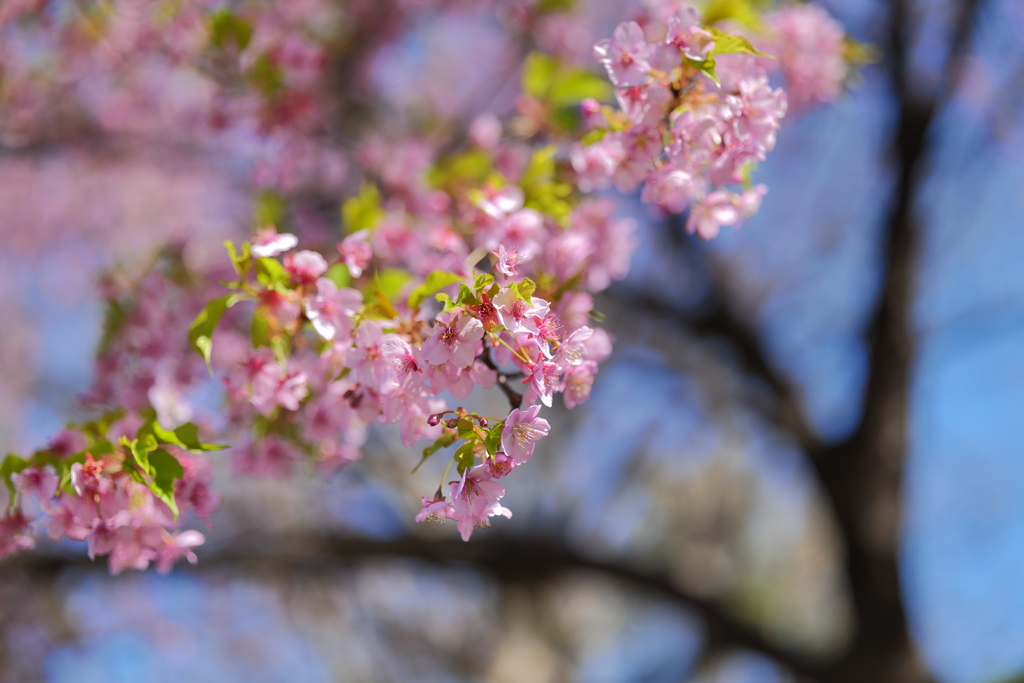 河津桜