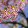 河津桜