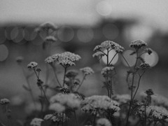 最後の時に