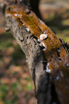 梅か桃か桜か