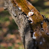 梅か桃か桜か