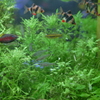 悩みのない魚たち・その3