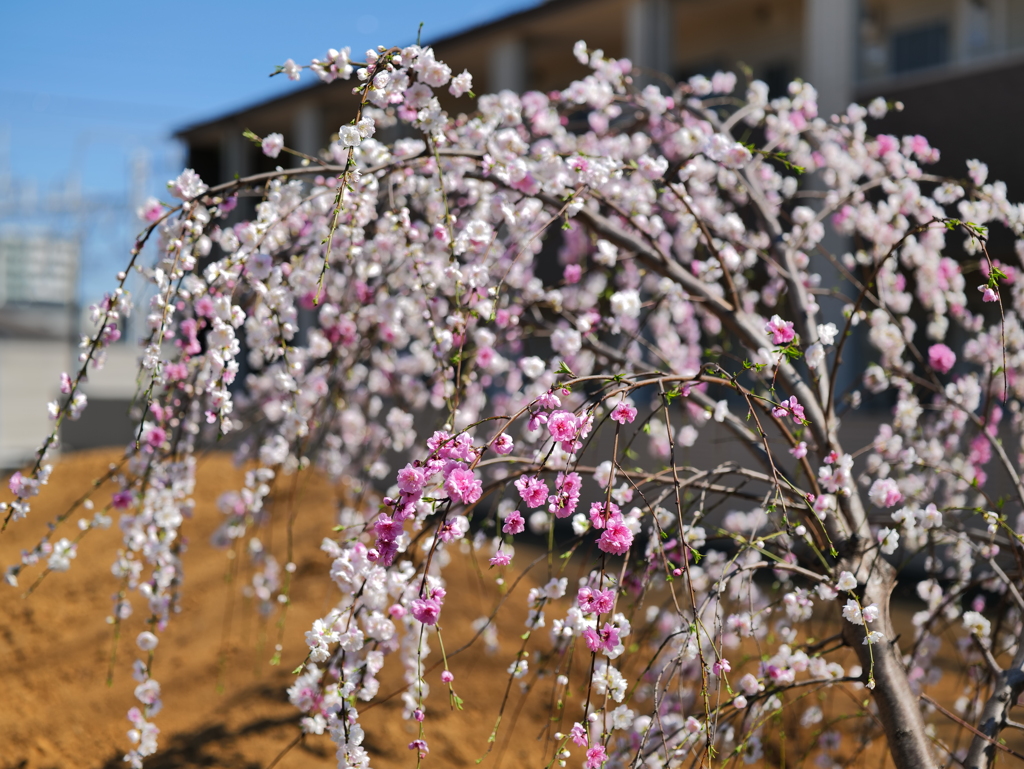 梅か桃か桜か