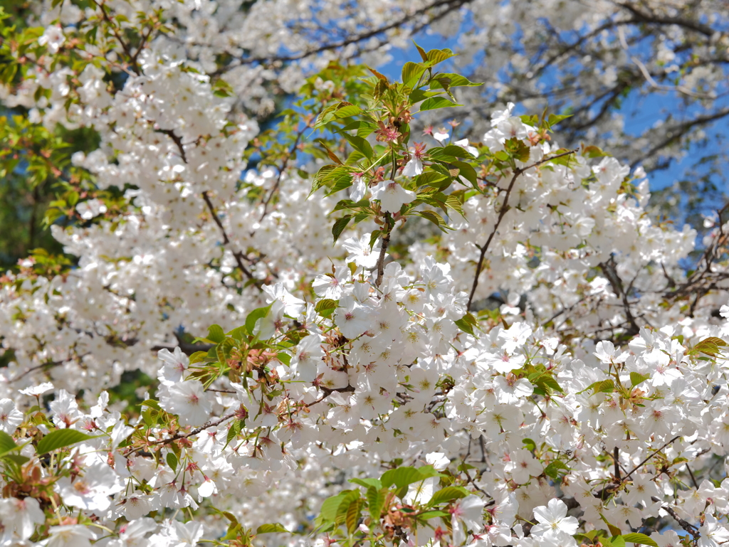 桜の天井絨毯