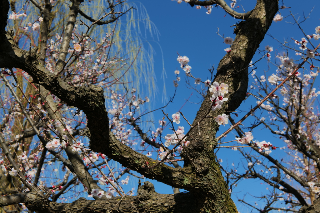 梅か桃か桜か