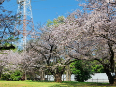 散歩道の桜