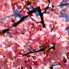 桜色