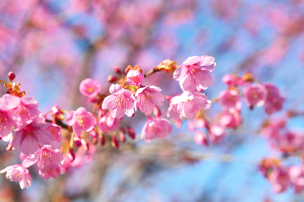桜