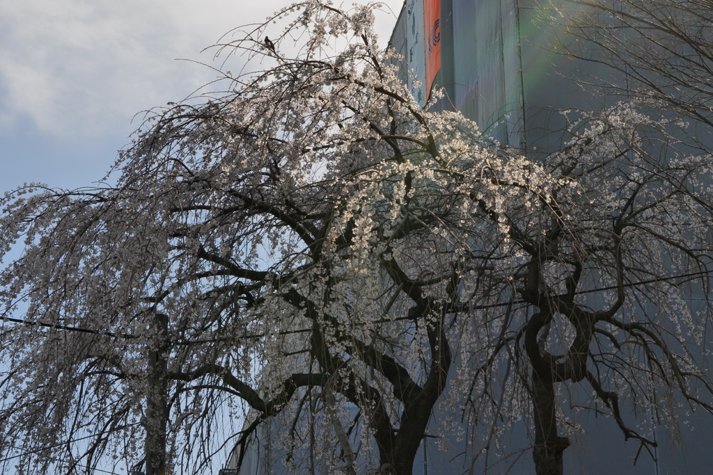 桜にさす光を捕らえた