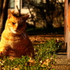 関西弁をしゃべりそうなノラの猫さん