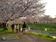 娘を見守る父の背中と桜の日