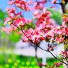 花の誘い