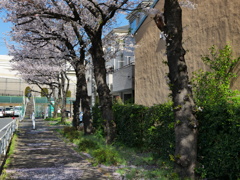 桜の花が作る木漏れ日の道