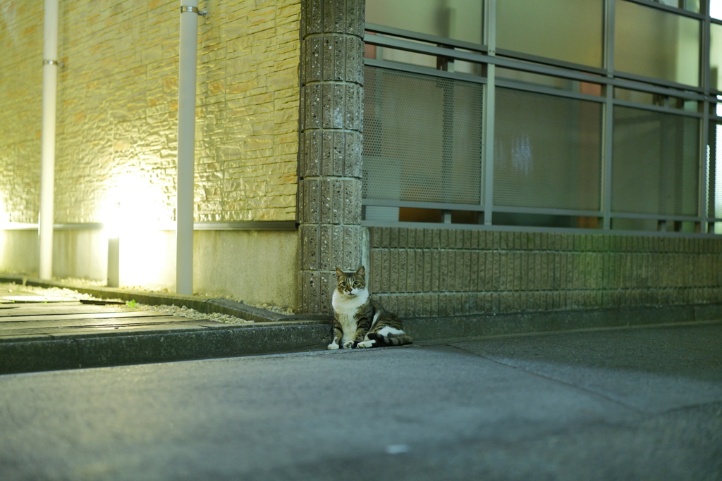 この猫を撫でた瞬間に一生分の運を使い切る。