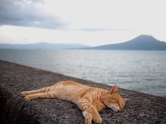 猫と桜島