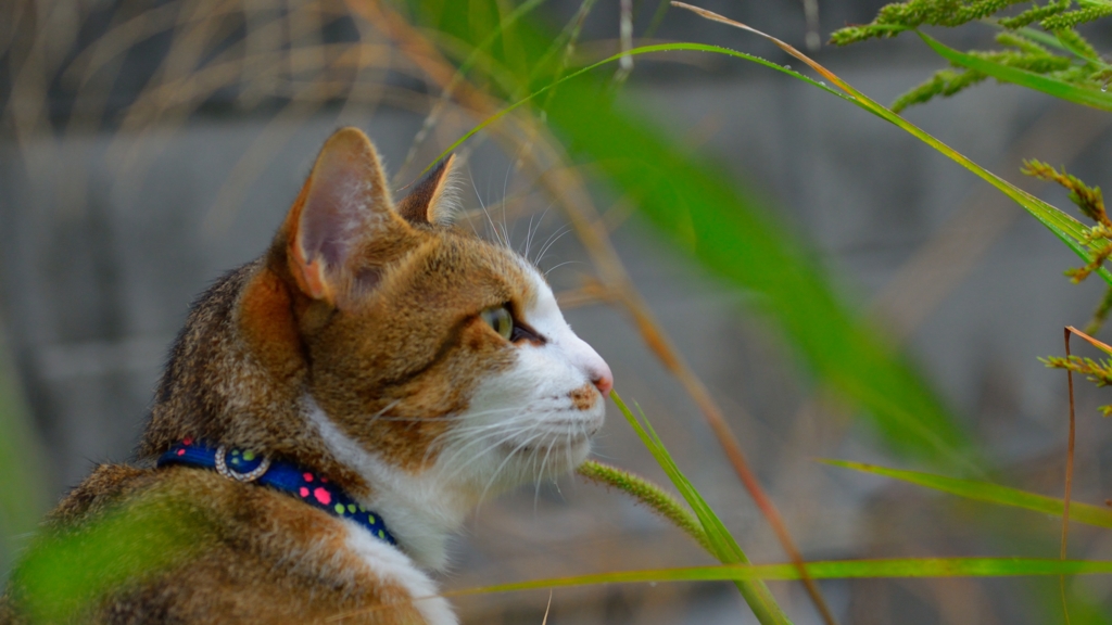 見つめる先には