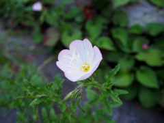 道ばたの花