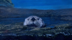 sea otter