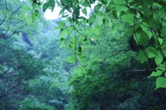 癒し