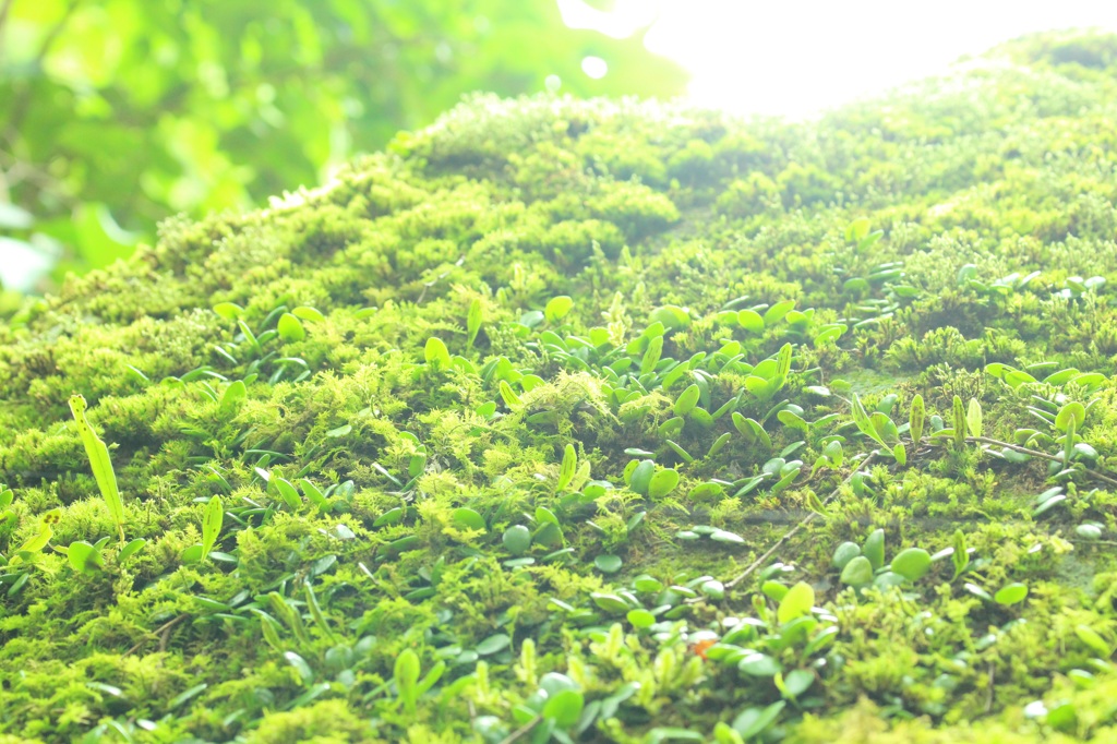 苔が好き。。