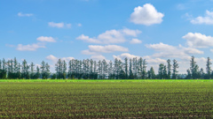 みどりが　きれい