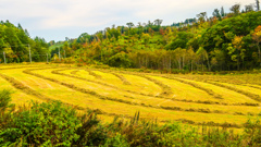 はたけのなかの　もよう