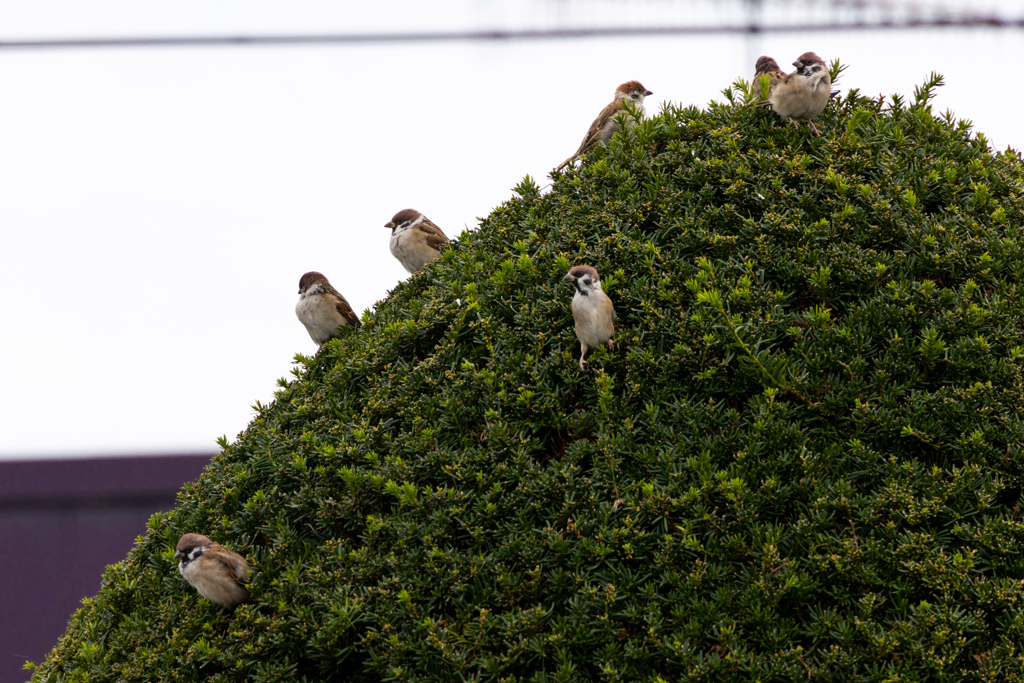 すずちゃん　が　いっぱい