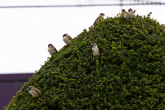 すずちゃん　が　いっぱい