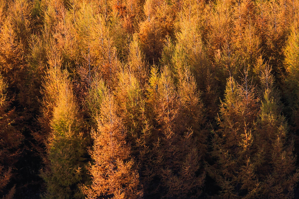 おうごんに　そまる