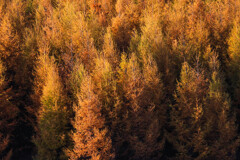 おうごんに　そまる