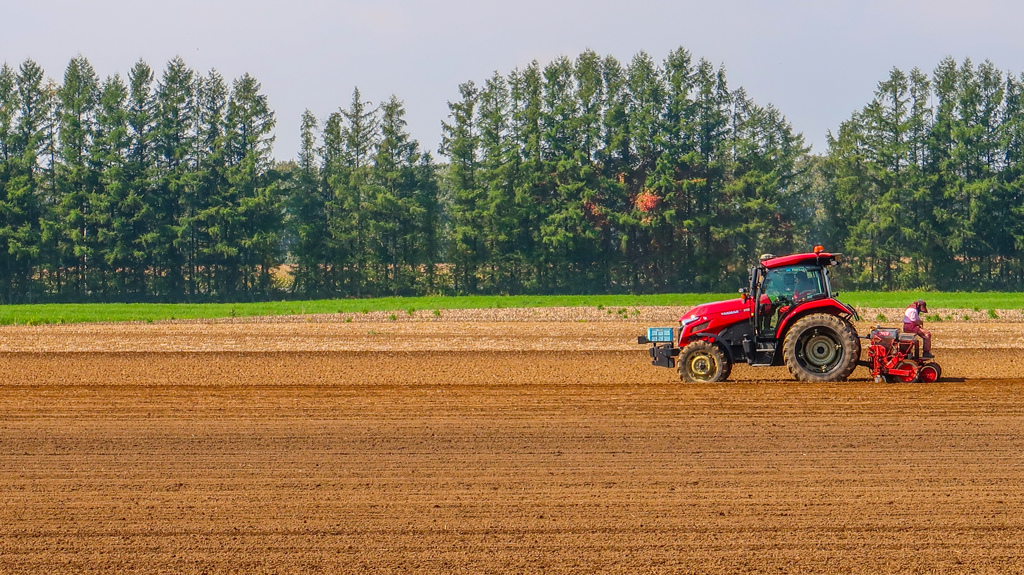 がんばる　おばちゃん
