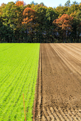 あき　の　はたけ