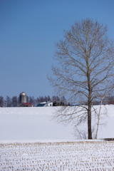 ことし　　さいごの　ゆきげしょう