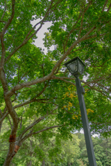 みどりの　こうえん