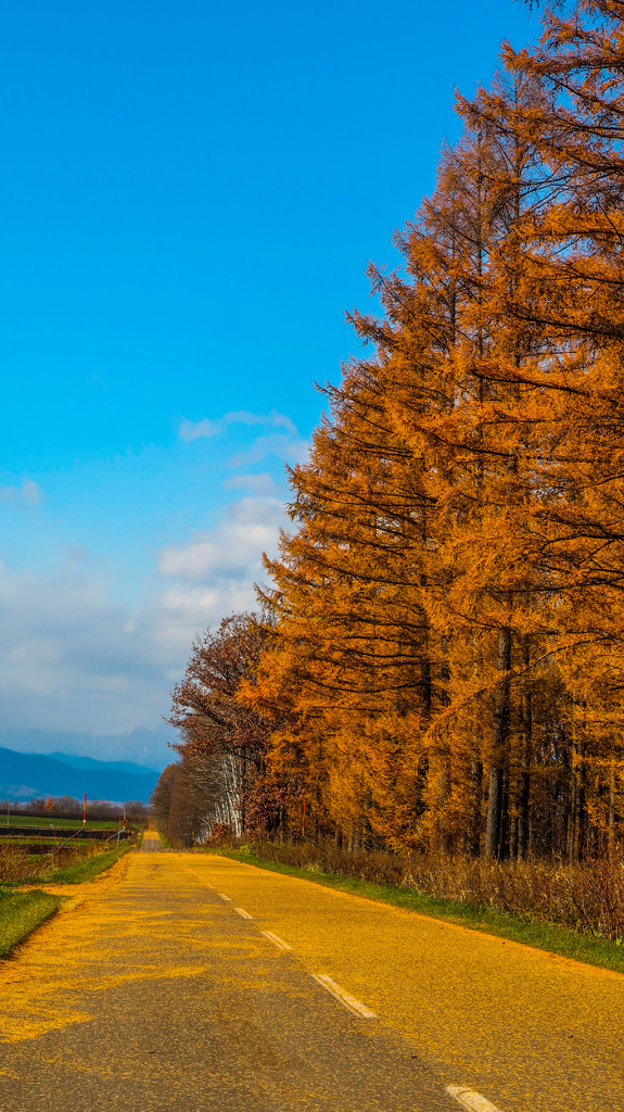 ばんしゅうの　こうけい