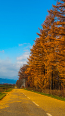 ばんしゅうの　こうけい