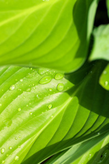 なにげない　もの