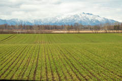 あきまき　こむぎ