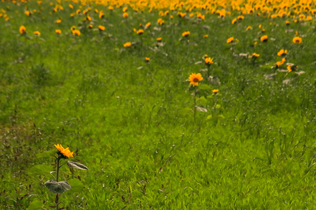 おーい　みんなー　あつまれー