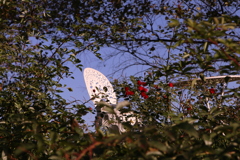 なにがみえる？