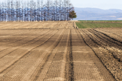 ふゆ　の　はたけ