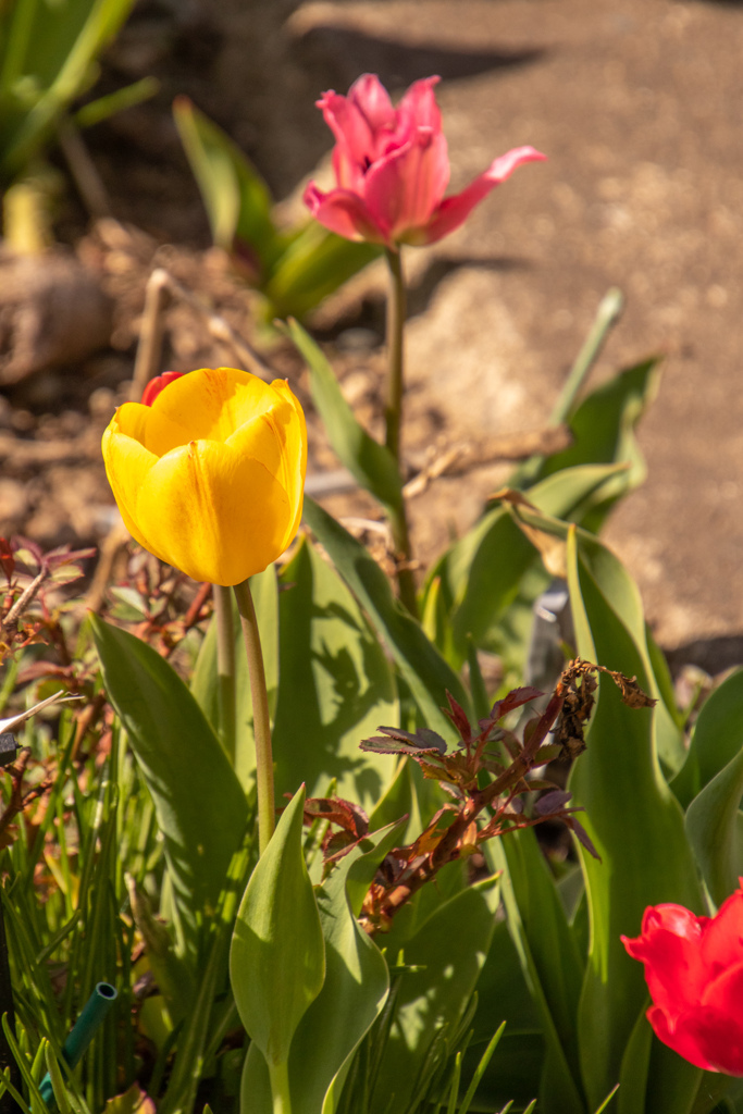 にわ　に　はる