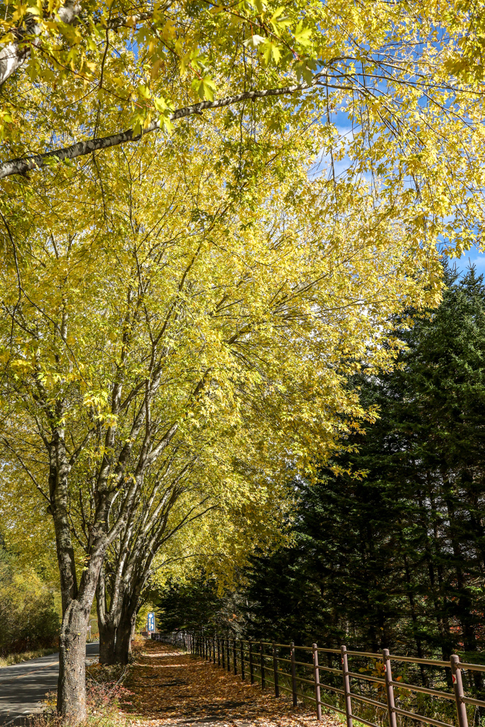 あき・あき・あき