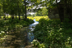 ろっか　の　もり