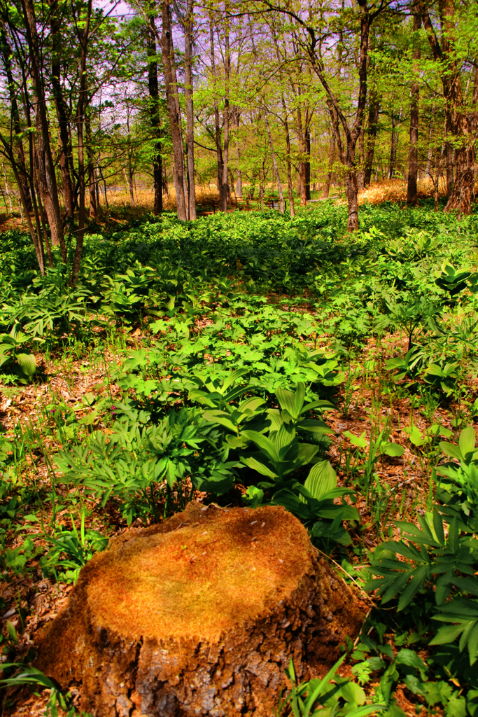 みどりにかこまれて