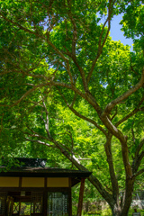 もりの　こうえん