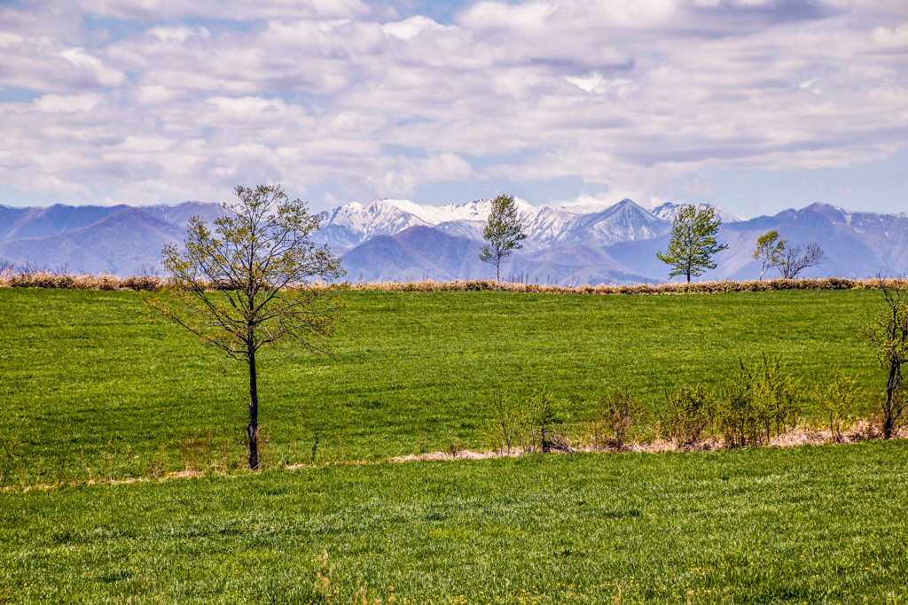 まるで　えだね