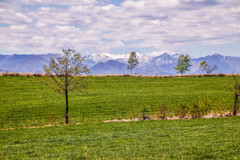 まるで　えだね