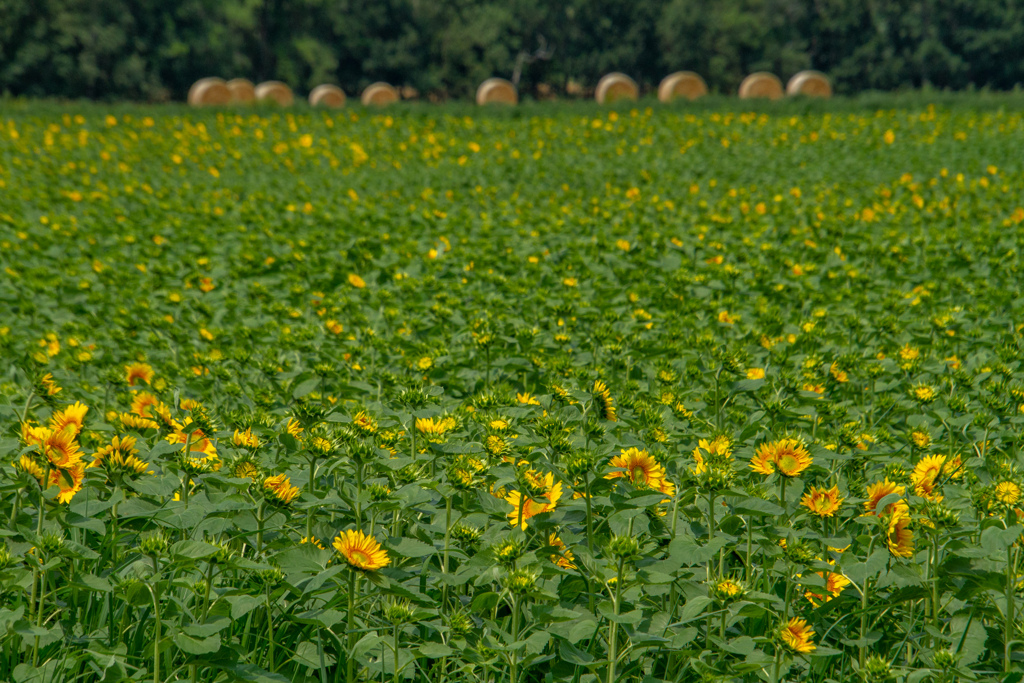ひまわり　と　ころころ