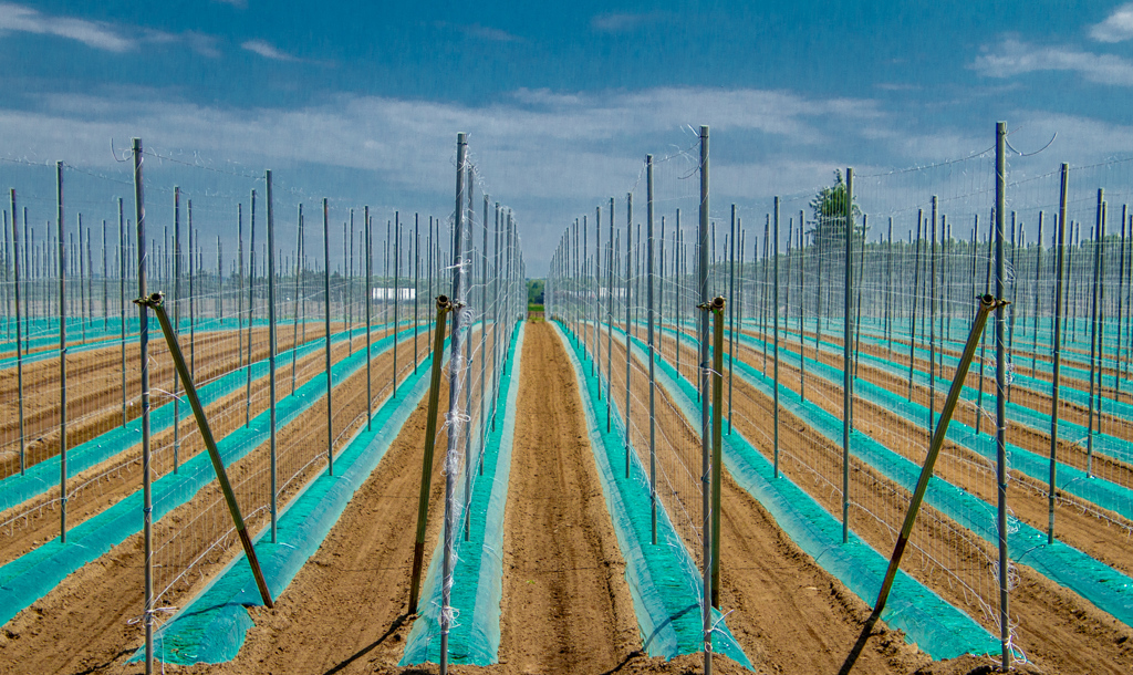 ながいも　ばたけ